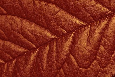 Autumn Leafの写真素材