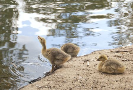Goslingsの写真素材