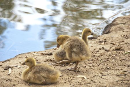 Goslingsの写真素材