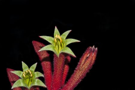 Australian native flower Kangaroo pawの写真素材