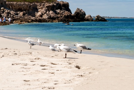 Seagulls at the beachの写真素材