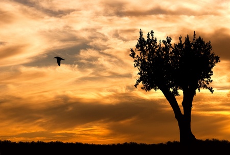 Sunset landscapeの写真素材