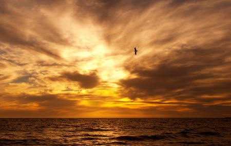 Golden sunset beachの写真素材