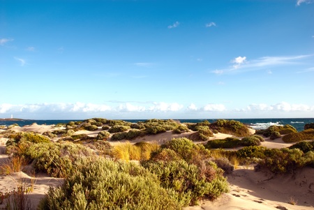Dunes along the coastの写真素材