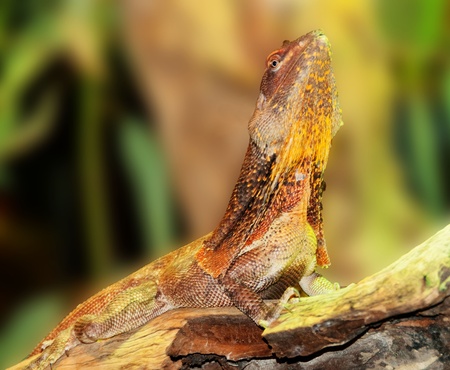 Lizardの写真素材