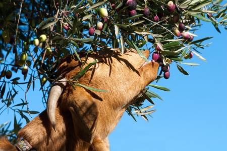 Goat eating olives from a  treeの写真素材