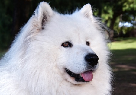Samoyed Dog の写真素材