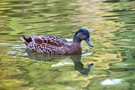 Grey Teal Duckの写真素材