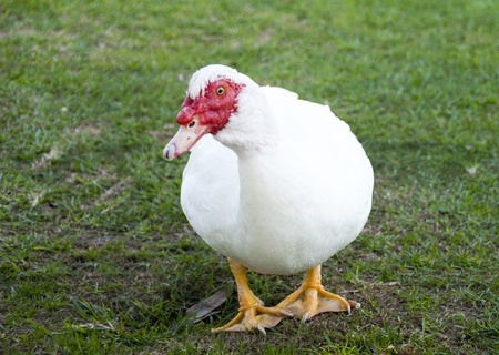 Muscovy  Duckの写真素材