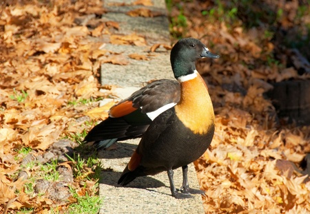 Colorful Australian Shelduck (Tadorna tadornoides) の写真素材