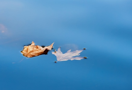 Autumn leaves floating in the lakeの写真素材