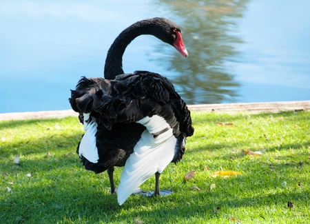 Black swan の写真素材