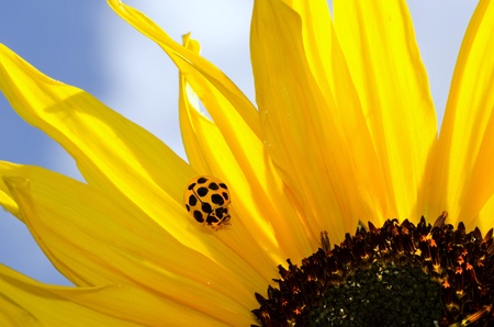 Ladybug on Sunflowerの写真素材