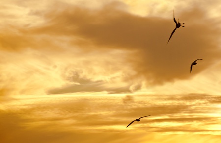 Three birds in flight at sunset.の写真素材