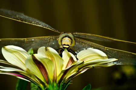 dragonfly on a flower , portrait macroの写真素材