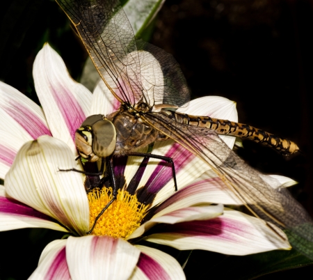 dragonfly on a flower , portrait macroの写真素材