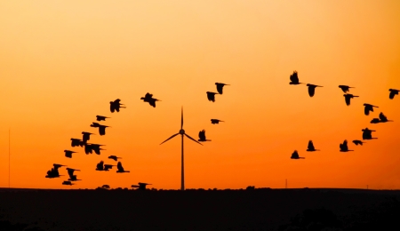 Wind turbine with Black Cockatoo s in flight at sunset, Australiaの写真素材