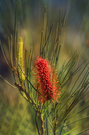 Australian Native flowerの写真素材