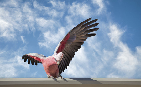 Galah - Australian Pink Cockatoo