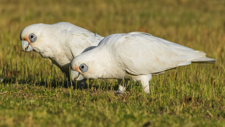 Little Corella, Cacatua (Licmetis) sanguineaの写真素材