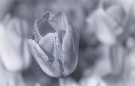 Tulipの写真素材