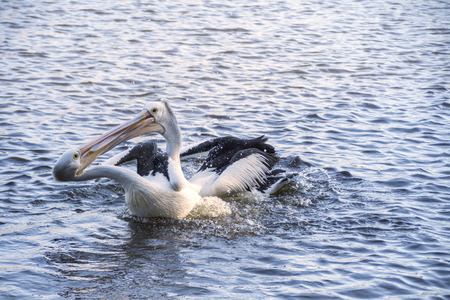 Australian pelicans  (Pelecanus conspicillatus).の写真素材