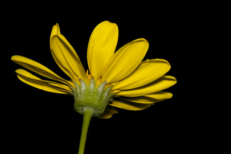 Yellow Daisyの写真素材