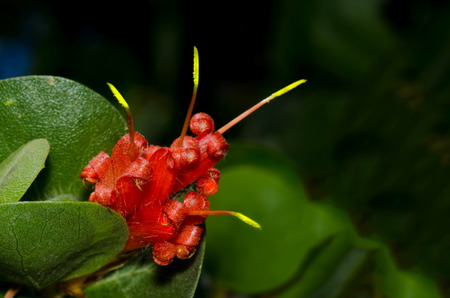 Grevillea, Australia native flower