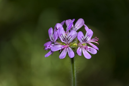 Rose Geranium..... Western Australian Wildflowerの写真素材