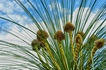 Grass Tree Closeup in the Australian Bushland , Western Australiaの写真素材
