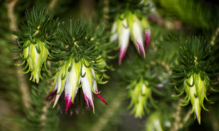 Western Australian Wildflowersの写真素材
