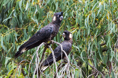 The Short-billed Black Cockatoo (Calyptorhynchus latirostris)の写真素材