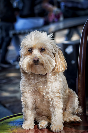West highland terrier sitting on a chairの写真素材