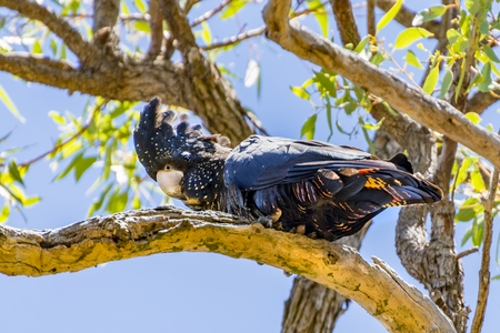 Australia red-tailed black cockatoo (Calyptorhynchus banksii)の写真素材