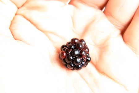 Hand Holding a Fresh Blackberryの写真素材