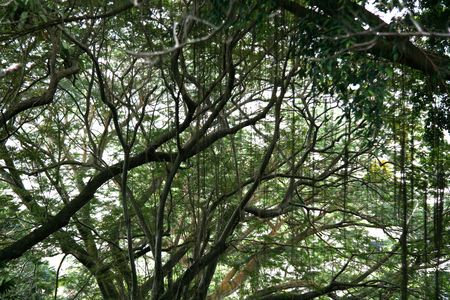 Fort Canning Park, Singapore