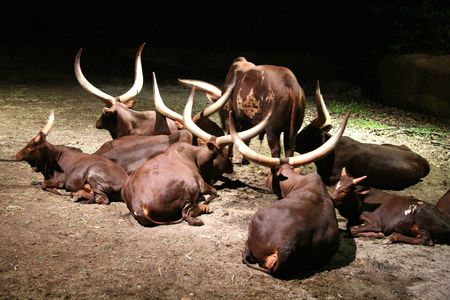 Buffalo - Night Safari, Singaporeの写真素材