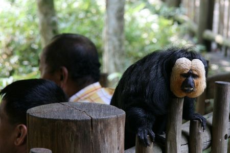 Monkey - Singapore Zoo, Singapore