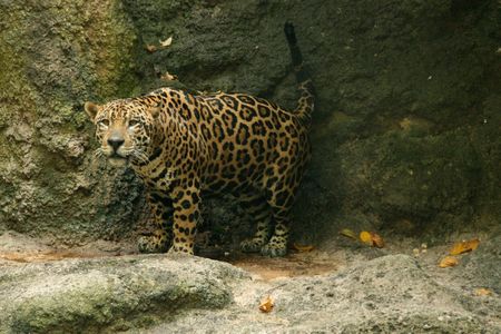 Leopard in Natural Habitatの写真素材