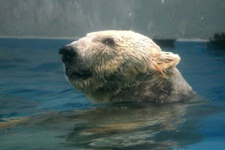 Polar Bear - Singapore Zoo, Singaporeの写真素材