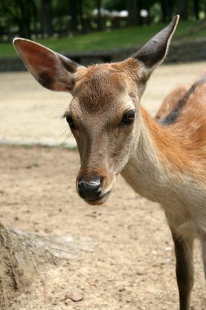 Deer, Japanの写真素材