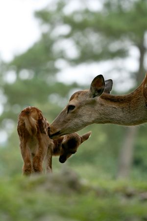 Deer, Japanの写真素材
