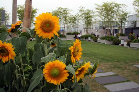 Zen Garden - Kyoto Station, Kyoto, Japanの写真素材
