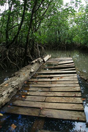 Urauchi River, Iriomote Island, Okinawa, Japanの写真素材
