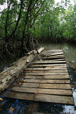 Urauchi River, Iriomote Island, Okinawa, Japanの素材 [FY3103557084]