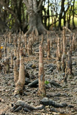 Mangrove - Iriomote Jima Island, Okinawa, Japan
