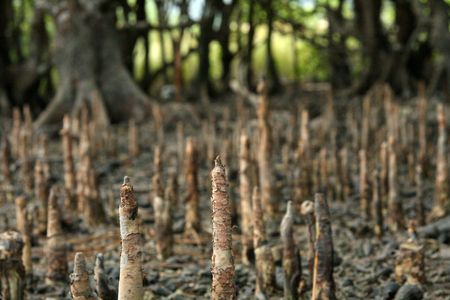Mangrove - Iriomote Jima Island, Okinawa, Japanの写真素材