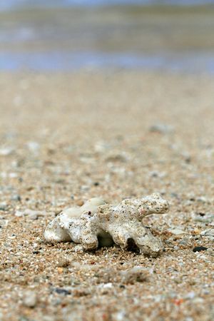 Coral Washed up on Beachの写真素材