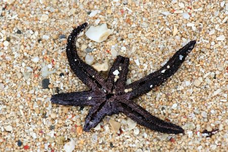 Starfish on Beachの写真素材