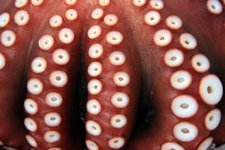 Red Octopus - Tsukiji Fish Market, Tokyo, Japan